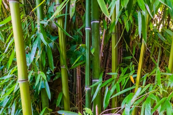 Cost of Bamboo Trimming in San Angelo