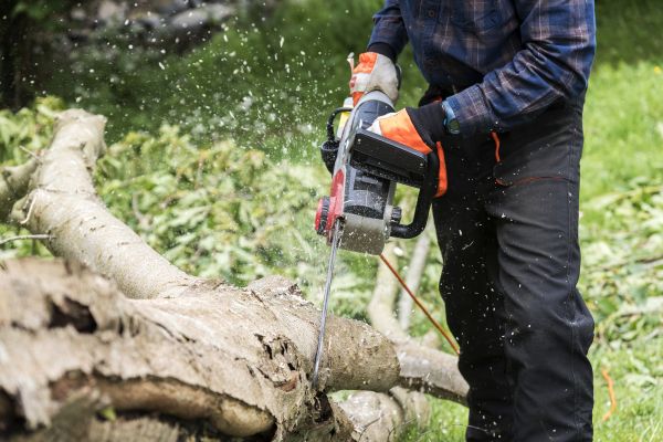 Cost of Branch Removal Service in San Angelo
