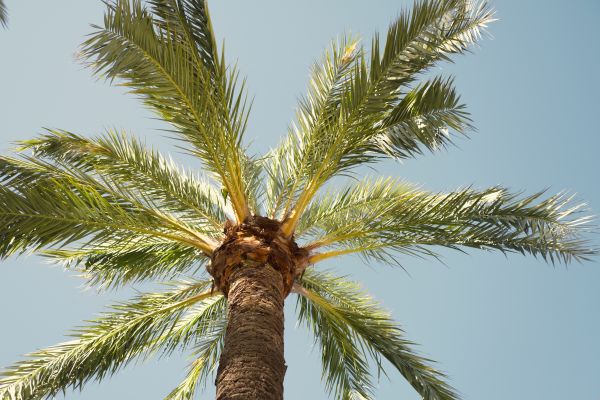 Palm Tree Pruning in San Angelo
