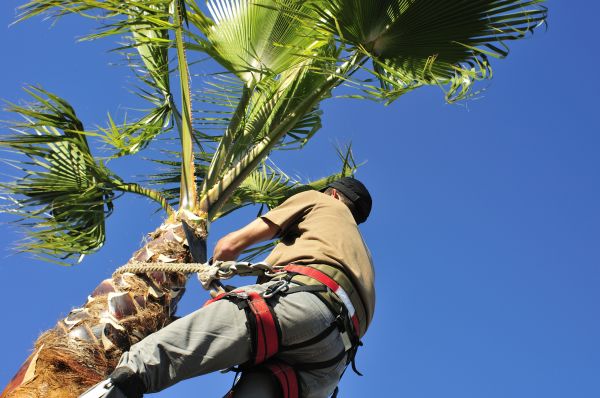 Palm Tree Trimming in San Angelo