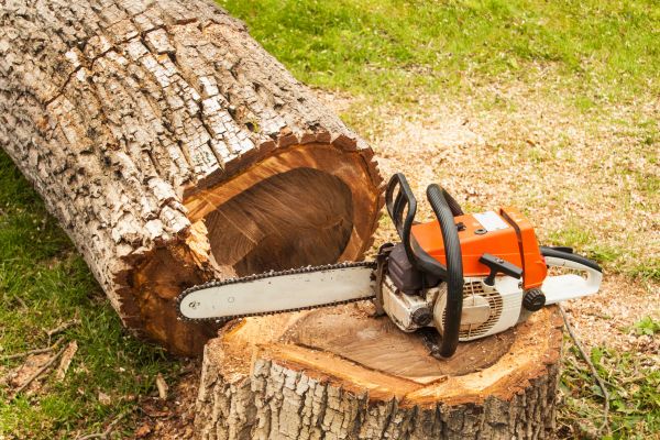 Tree Cutting Service in San Angelo