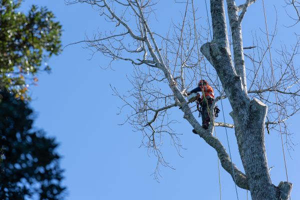 Cost of Tree Topping Service in San Angelo