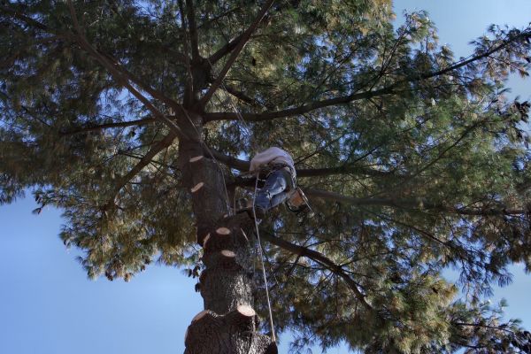 Cost of Trimming Service in San Angelo
