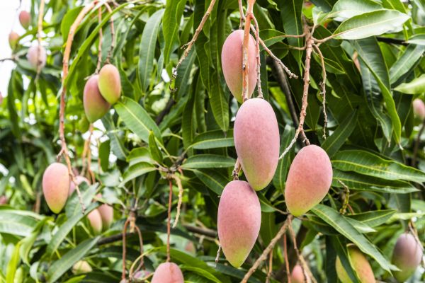 Cost of Mango Tree Trimming in San Angelo