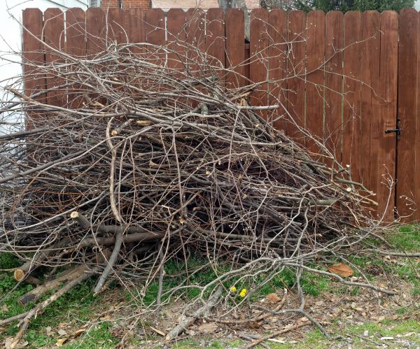Cost of Dead Branch Removal in San Angelo