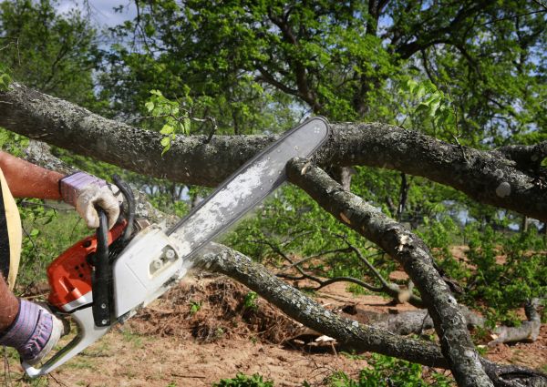 Cost of Tree Branch Cutting in San Angelo