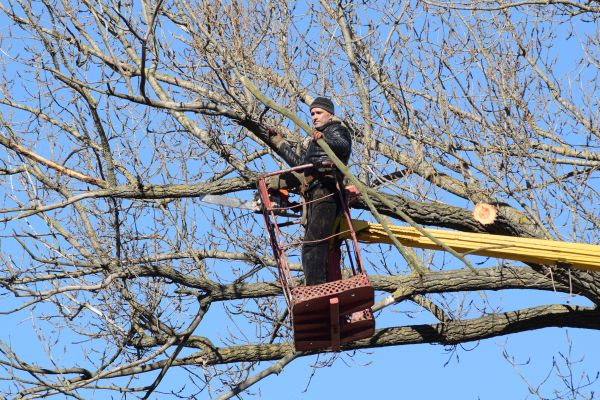 Cost of Emergency Tree Trimming in San Angelo