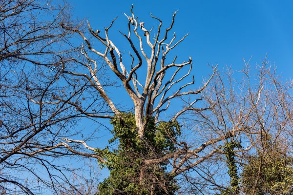 Cost of Deadwood Removal in San Angelo