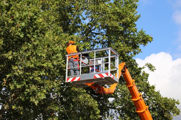 Commercial Tree Service in San Angelo