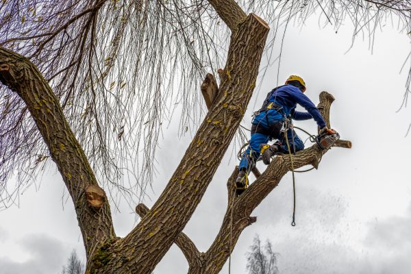 Cost of Tree Maintenance Service in San Angelo