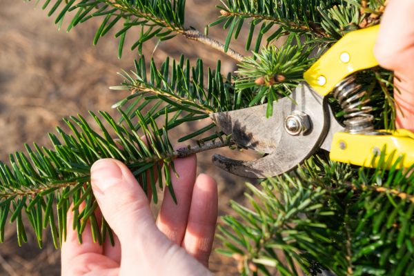 Pine Tree Pruning in San Angelo