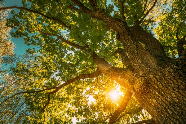 Cost of Oak Tree Pruning in San Angelo