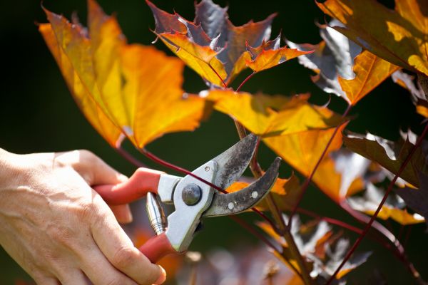 Cost of Maple Tree Pruning in San Angelo
