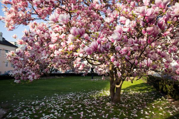 Cost of Magnolia Tree Pruning in San Angelo