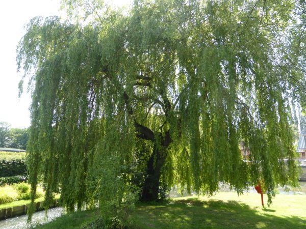 Cost of Willow Tree Trimming in San Angelo