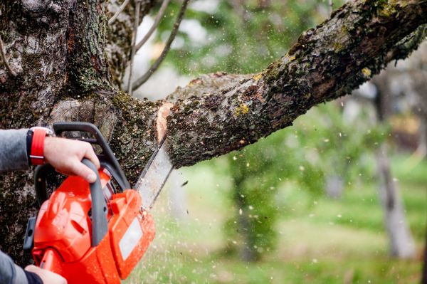Cost of Tree Limbs Removal in San Angelo