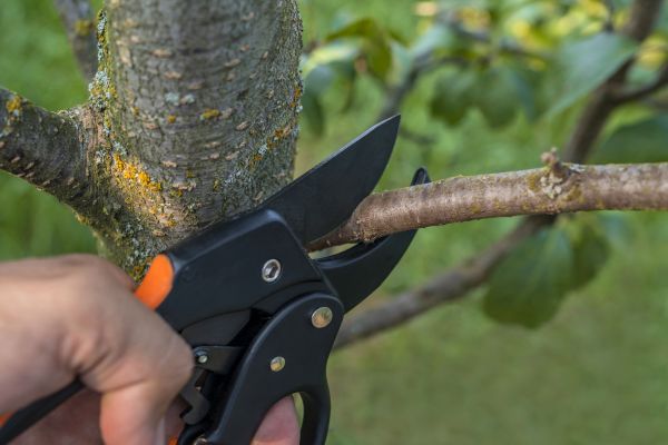 Cost of Tree Limb Cutting in San Angelo