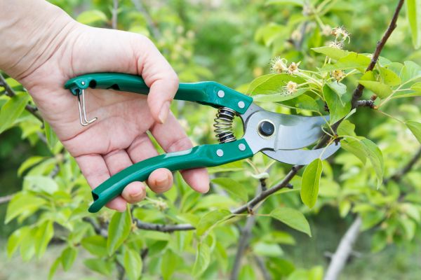 Cost of Pear Tree Pruning in San Angelo