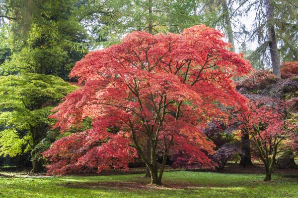Japanese Maple Pruning in San Angelo