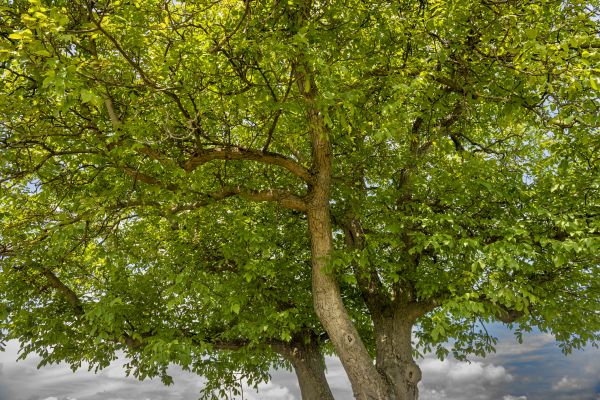 Cost of Walnut Tree Trimming in San Angelo