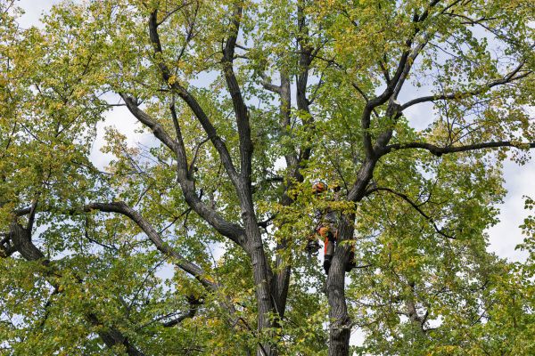 Cost of Tree Crown Shaping in San Angelo