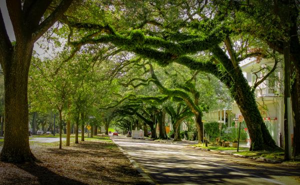 Cost of Tree Canopy Thinning in San Angelo