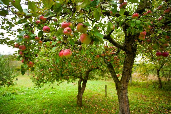 Cost of Apple Tree Pruning in San Angelo