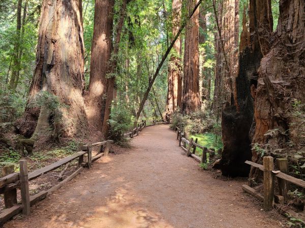 Cost of Redwood Tree Pruning in San Angelo