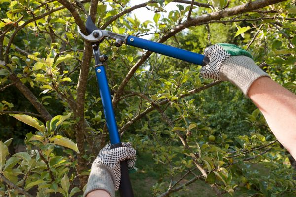 Cost of Residential Tree Pruning in San Angelo