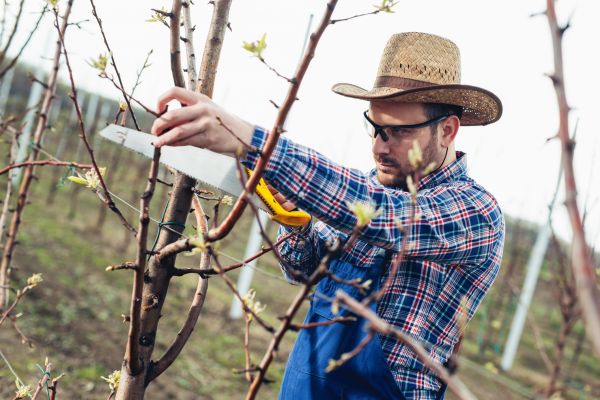 Cost of Orchard Tree Pruning in San Angelo