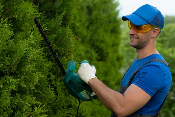 Cost of Tree Shaping Service in San Angelo