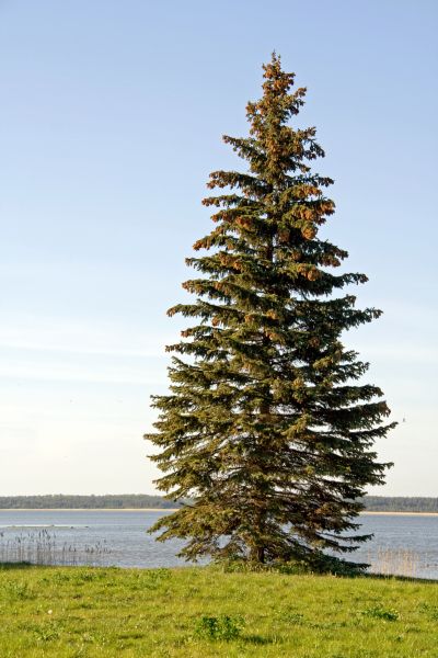 Cost of Spruce Tree Pruning in San Angelo