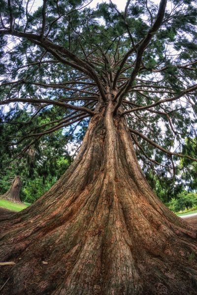 Cost of Cedar Tree Pruning in San Angelo