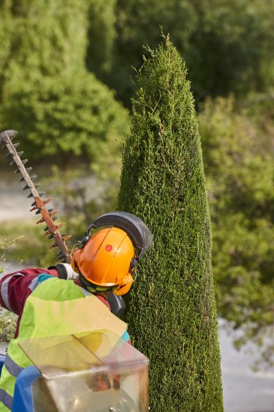 Cost of Cypress Tree Trimming in San Angelo