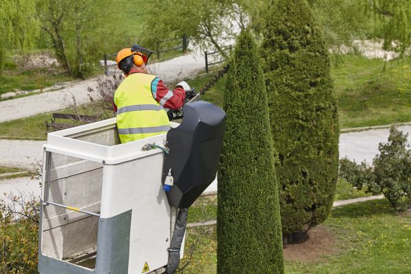 Cost of Cypress Tree Pruning in San Angelo