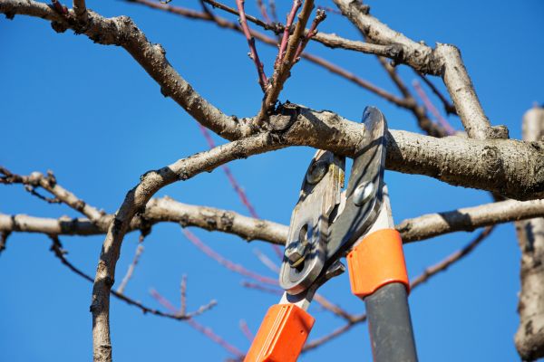 Peach Tree Trimming in San Angelo