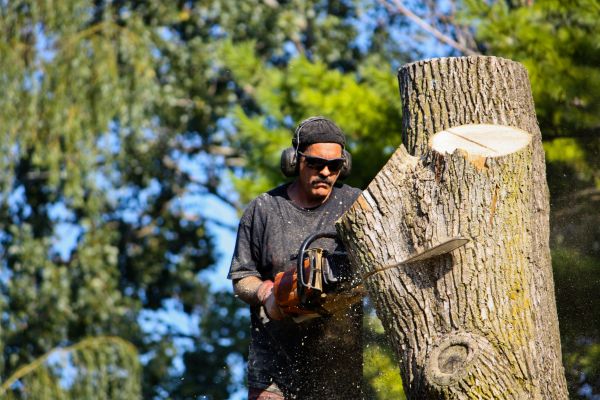 Cost of Ash Tree Pruning in San Angelo