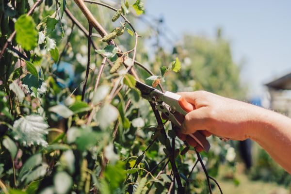 Cost of Birch Tree Pruning in San Angelo