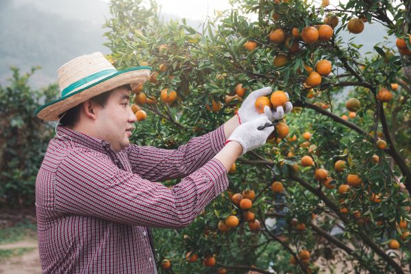 Cost of Orange Tree Pruning in San Angelo