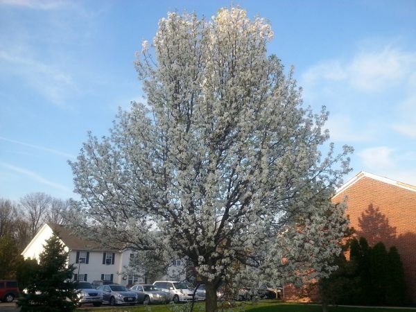 Cost of Bradford Pear Tree Pruning in San Angelo