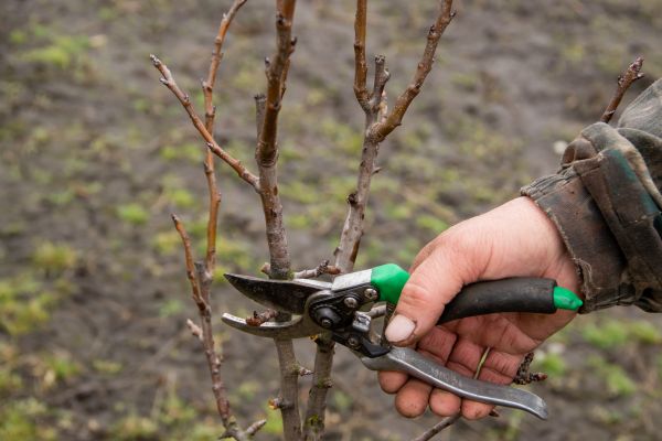 Cost of Pear Trees Pruning in San Angelo