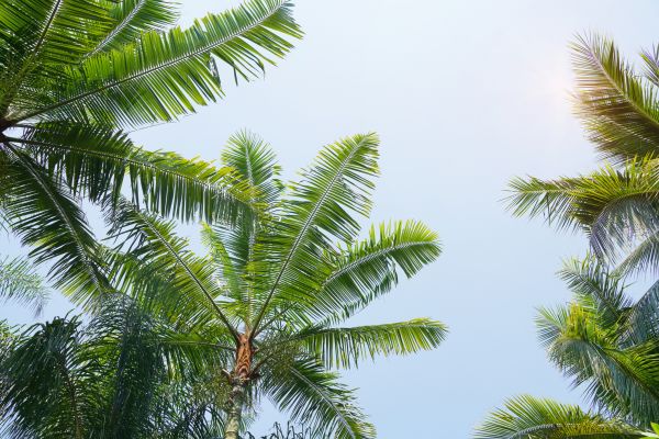 Cost of Queen Palm Tree Trimming in San Angelo