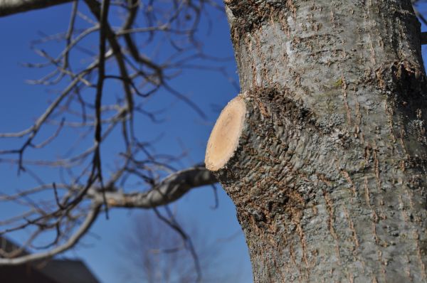 Cost of Limb Pruning in San Angelo