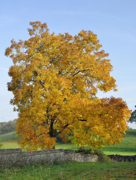 Cost of Hickory Tree Trimming in San Angelo