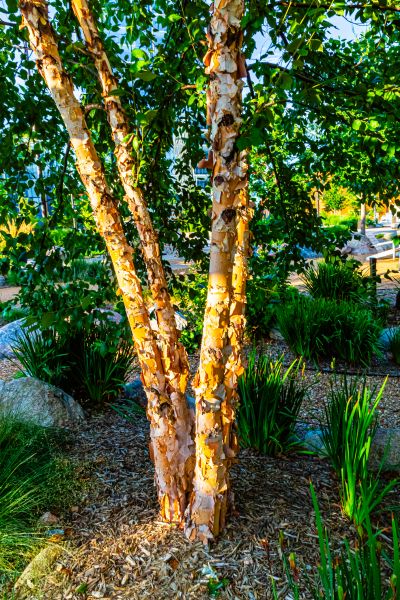 Cost of River Birch Trimming in San Angelo