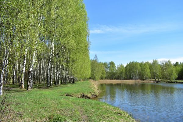 Cost of River Birch Pruning in San Angelo