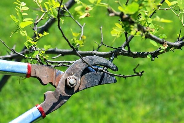 Cost of Branches Pruning in San Angelo