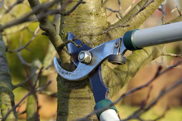 Cost of Tree Limb Trimming Service in San Angelo