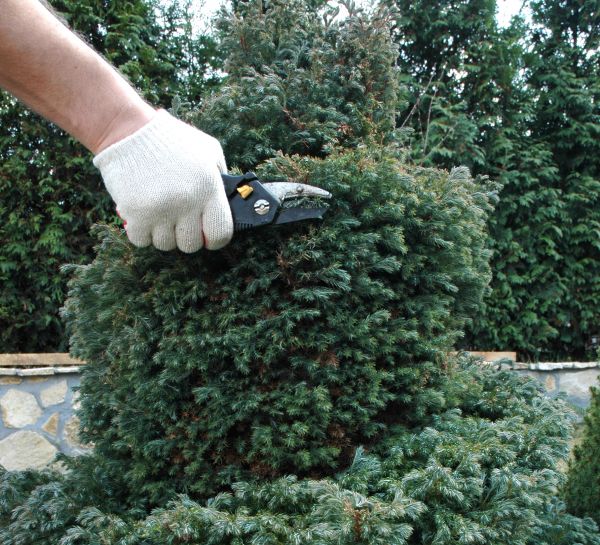 Cost of Ornamental Tree Trimming in San Angelo