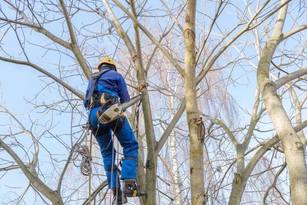 Cost of Large Tree Trimming in San Angelo
